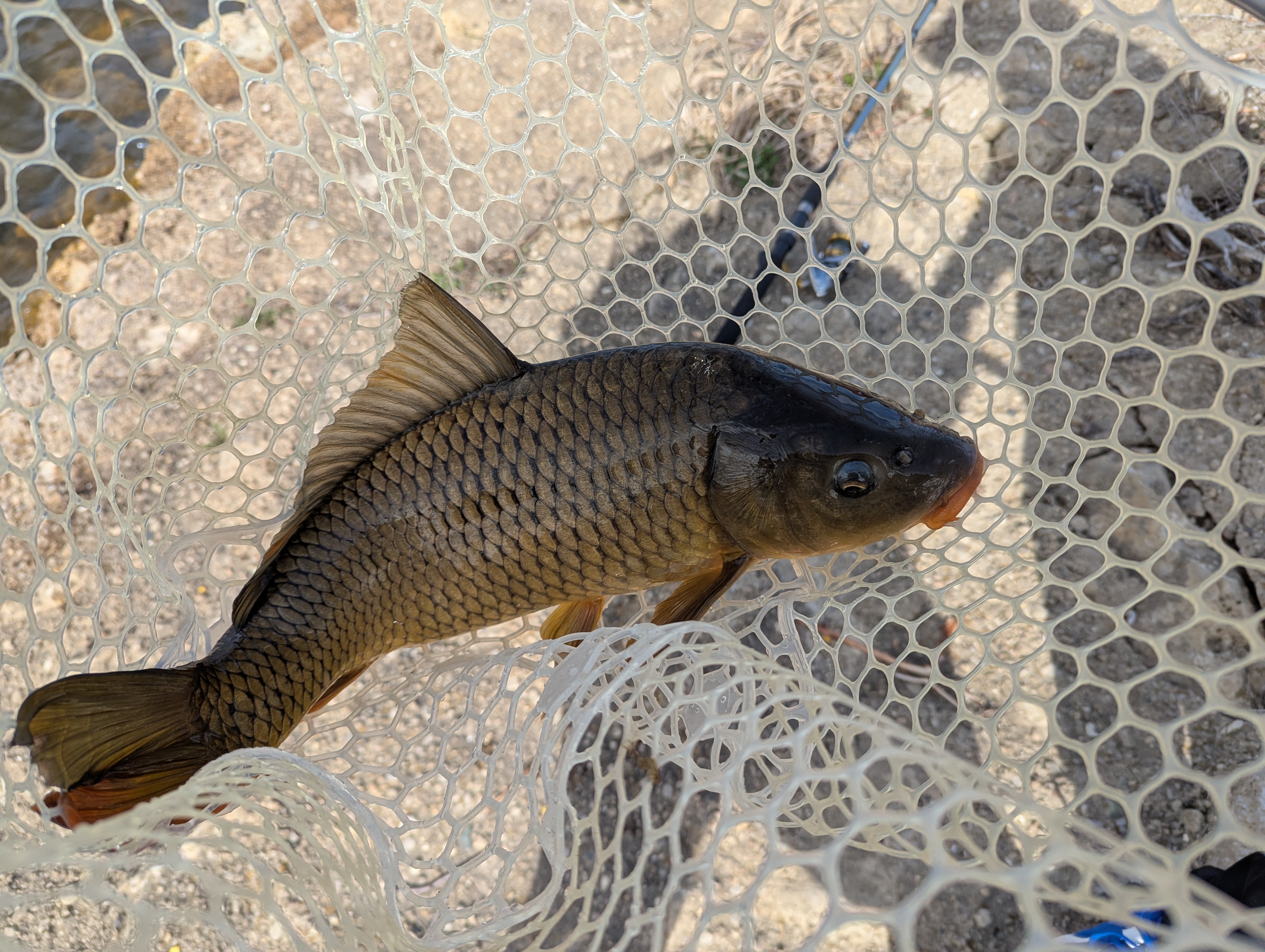 A big fish