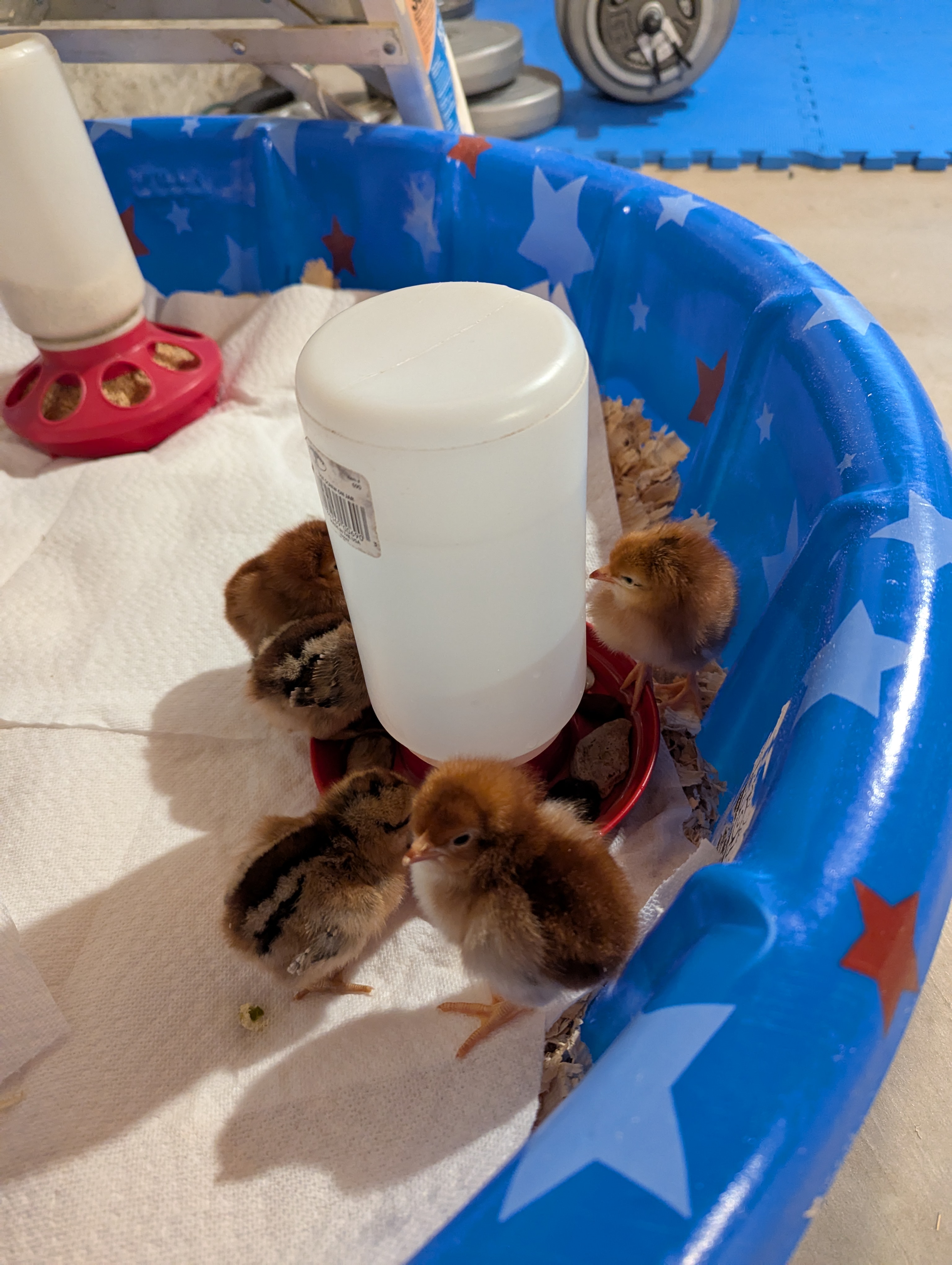 Baby chicks